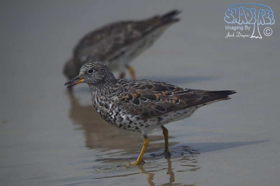 SurfBird - Aphriza virgata