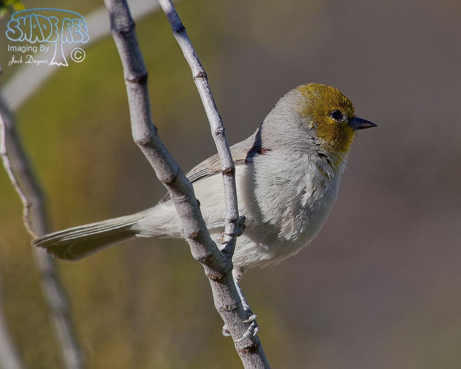 Verdin - Auriparus flaviceps
