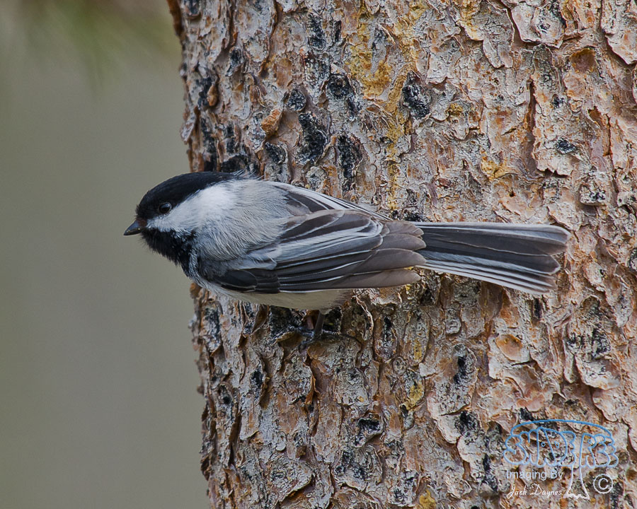 Black-Capped Chickadee - Poecile atricapillus
