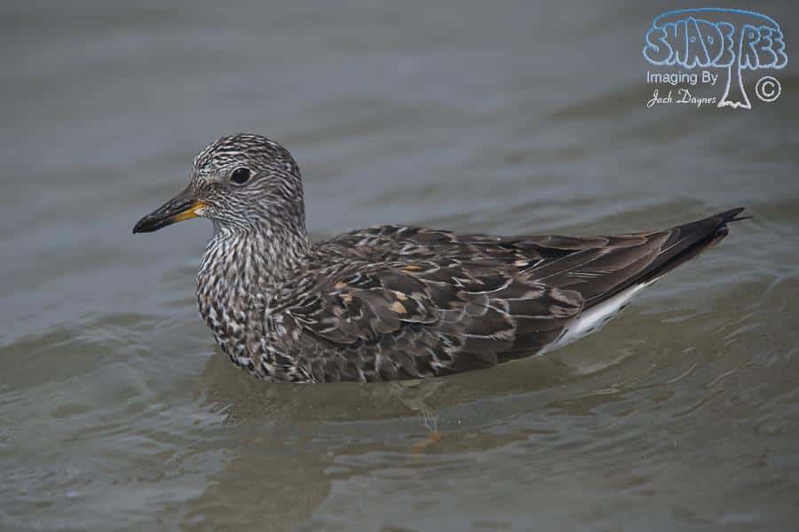 SurfBird - Aphriza virgata