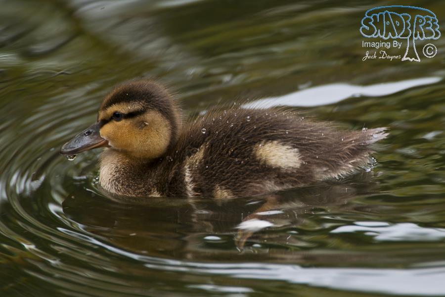 Mallard - Anas platyrhynchos