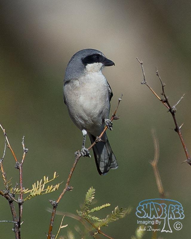 Loggerhead Shrike - Lanius ludovicianus