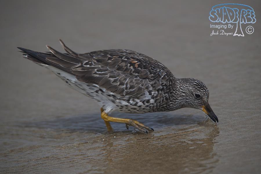 SurfBird - Aphriza virgata