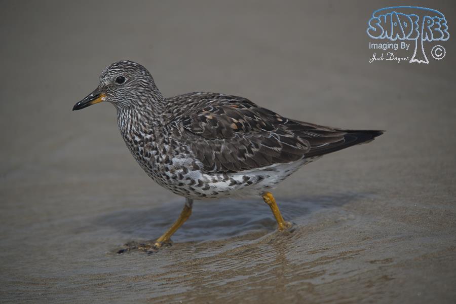SurfBird - Aphriza virgata