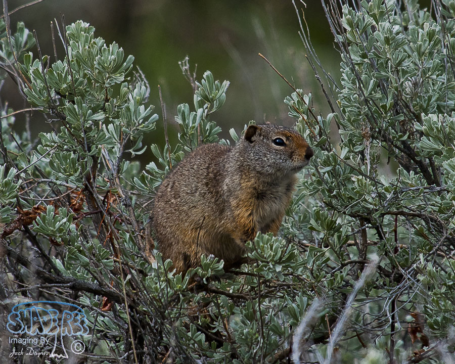 Wyoming Ground Squirrel - Urocitellus elegans