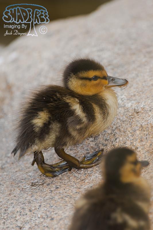 Mallard - Anas platyrhynchos