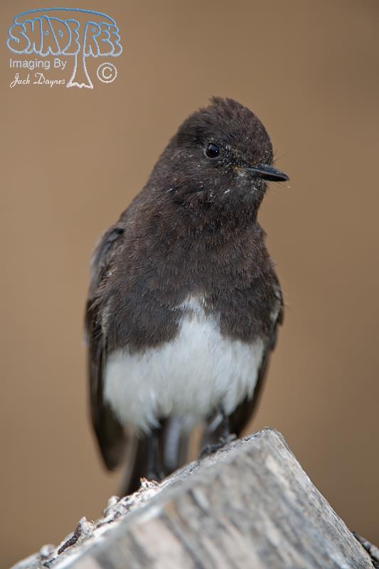 Black Phoebe - Sayornis nigricans