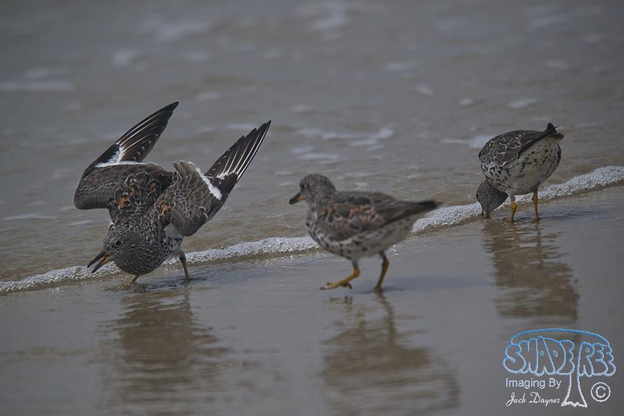 SurfBird - Aphriza virgata