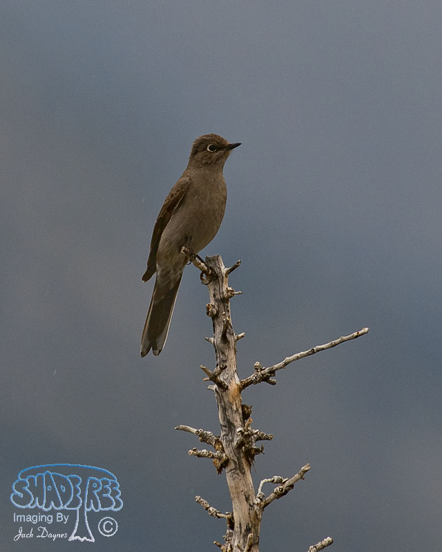 Townsend's Solitaire - Myadestes townsendi