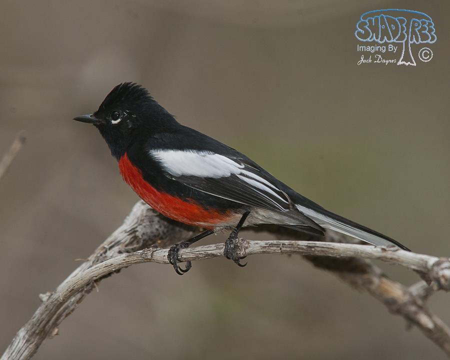 Painted Redstart - Myioborus pictus