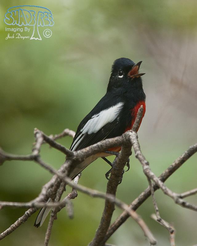 Painted Redstart - Myioborus pictus