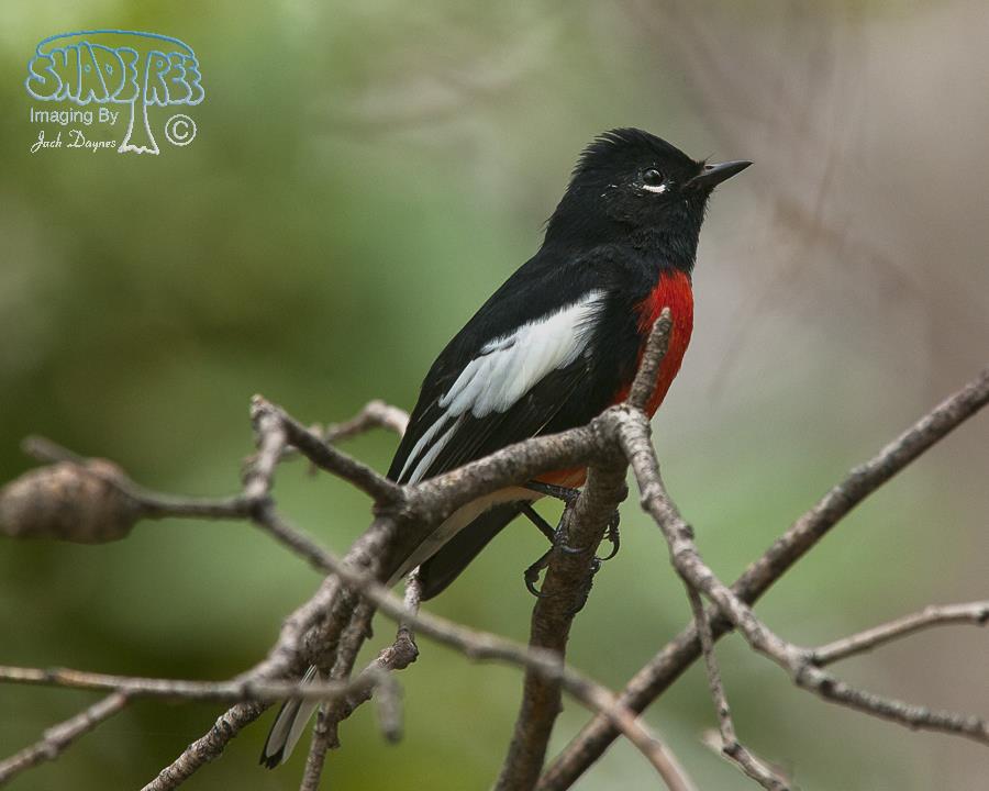 Painted Redstart - Myioborus pictus