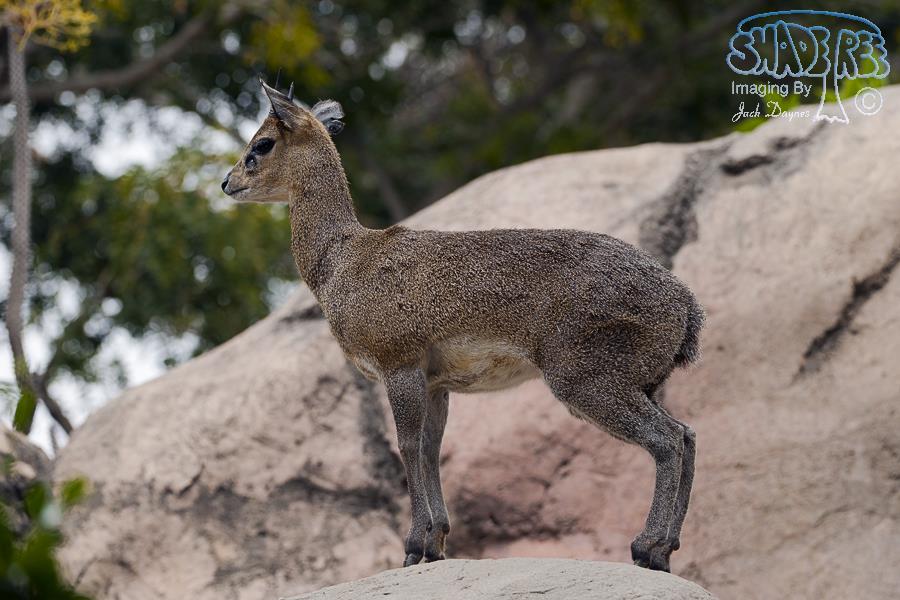 Klipspringer - Oreotragus oreotragus