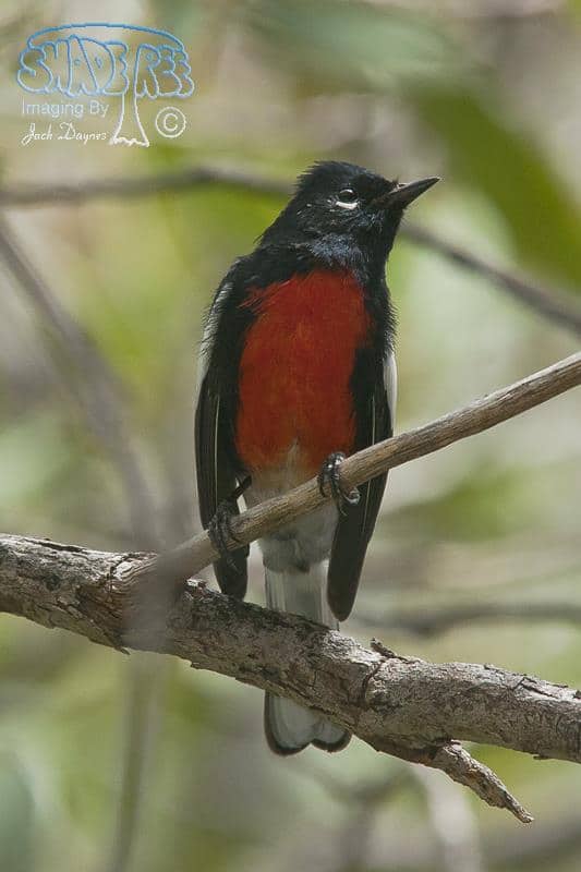 Painted Redstart - Myioborus pictus