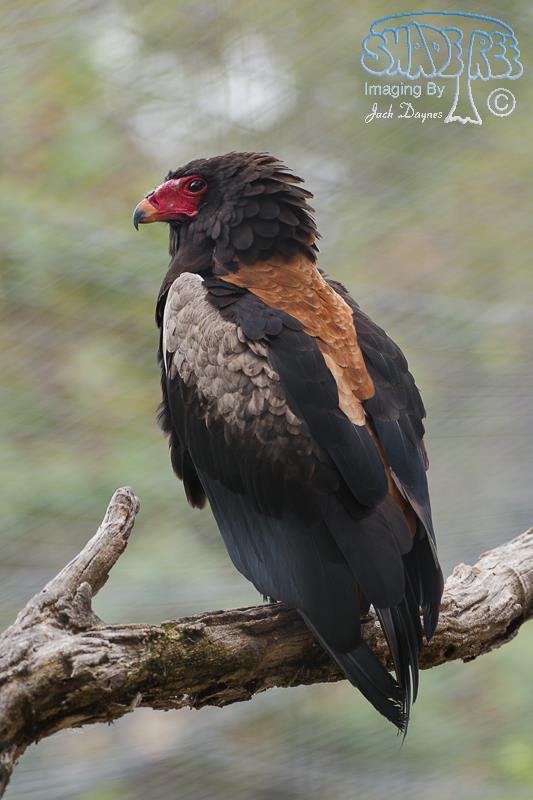 Bateleur - Terathopius ecaudatus
