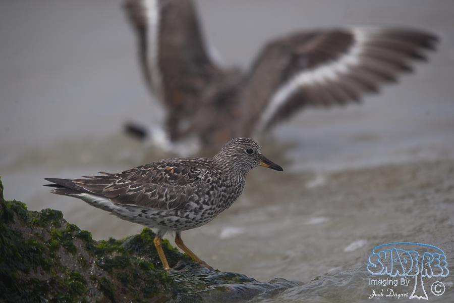 SurfBird - Aphriza virgata