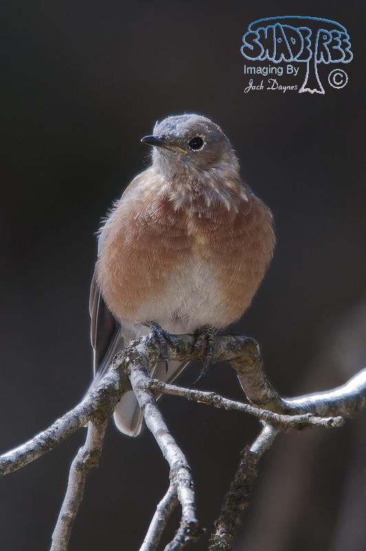 Western Bluebird - Sialia mexicana