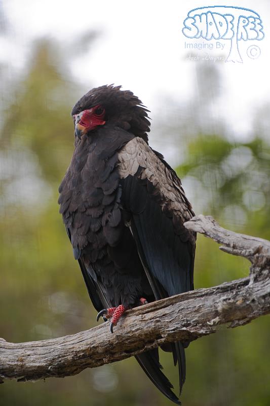 Bateleur - Terathopius ecaudatus