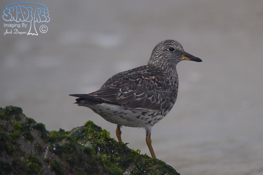 SurfBird - Aphriza virgata