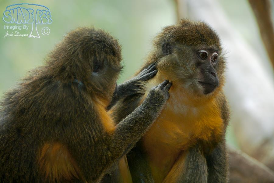 Golden-Bellied Mangabey - Cercocebus chrysogaster