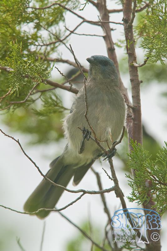 Mexican Jay - Aphelocoma ultramarina