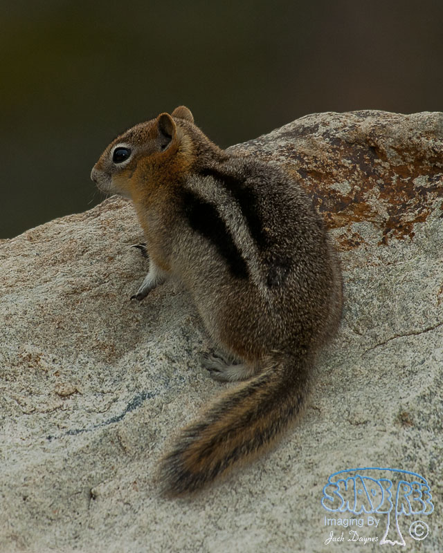 Golden-Mantled Ground Squirrel - Callospermophilus lateralis