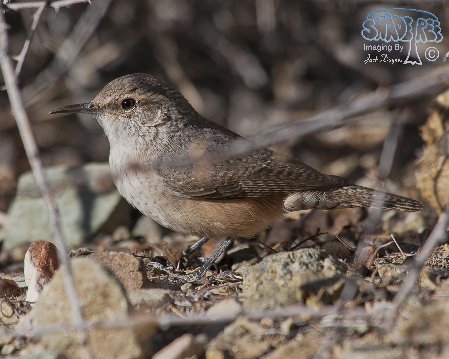 Rock Wren - Salpinctes obsoletus