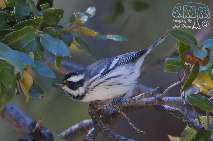 Black-throated Gray Warbler - Dendroica nigrescens