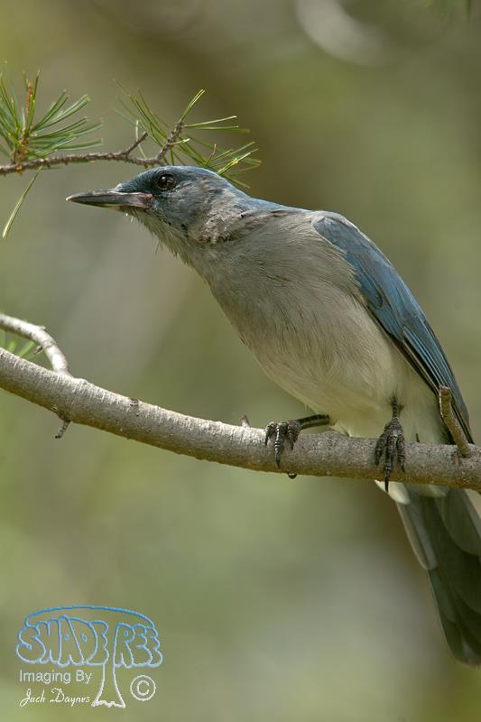 Mexican Jay - Aphelocoma ultramarina