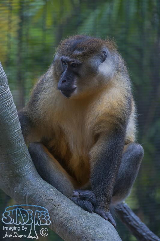 Golden-Bellied Mangabey - Cercocebus chrysogaster
