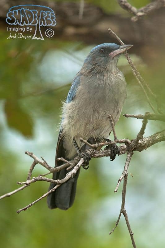 Mexican Jay - Aphelocoma ultramarina