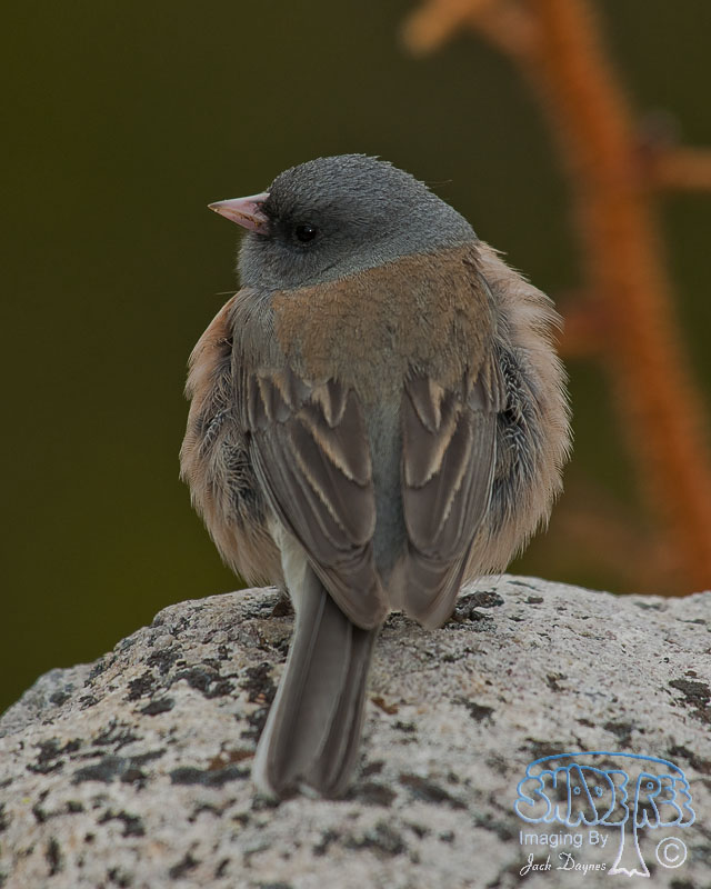 Dark-Eyed Junco - Junco hyemalis