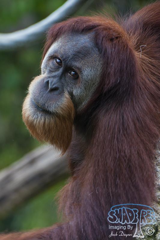 Orangutan - Pongo pygmaeus