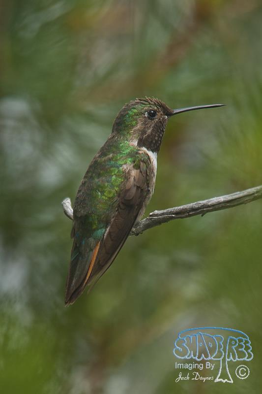 Broad-Tailed Hummingbird - Selasphorus platycercus