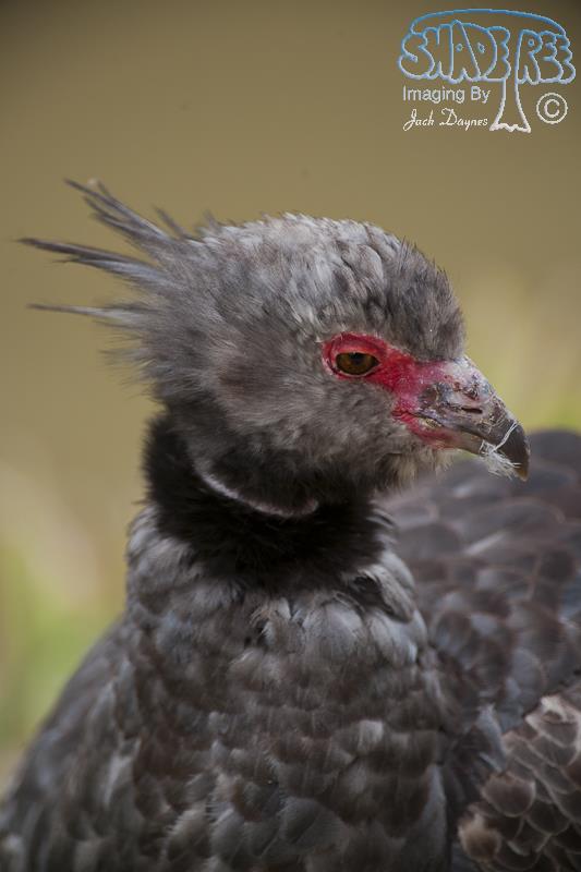 Crested Screamer - Chauna torquata