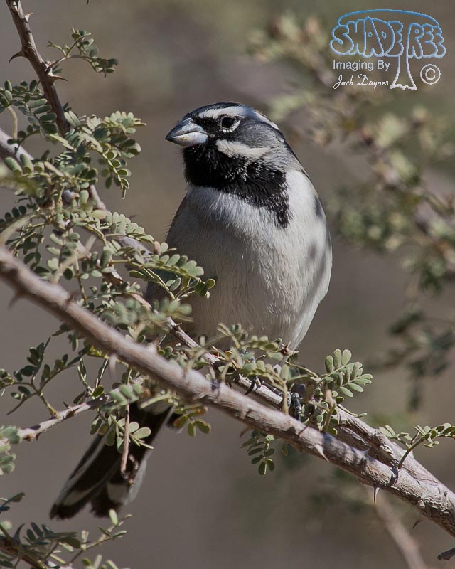 Black-Throated Sparrow - Amphispiza bilineata