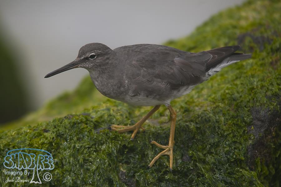 Wandering Tattler - Tringa incana