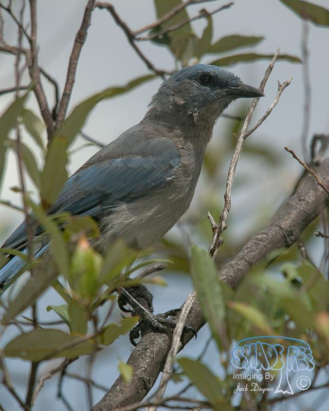 Mexican Jay - Aphelocoma ultramarina