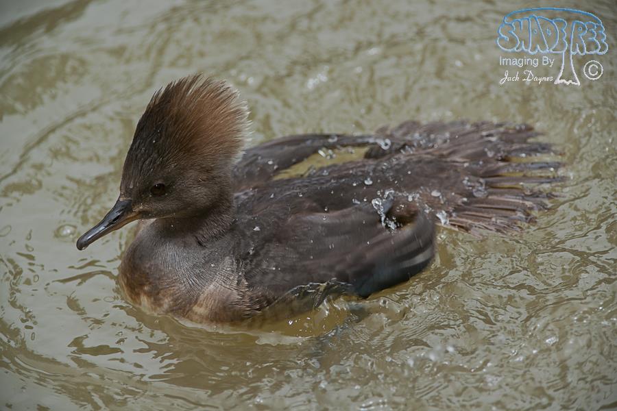 Hooded Merganser - Lophodytes cucullatus