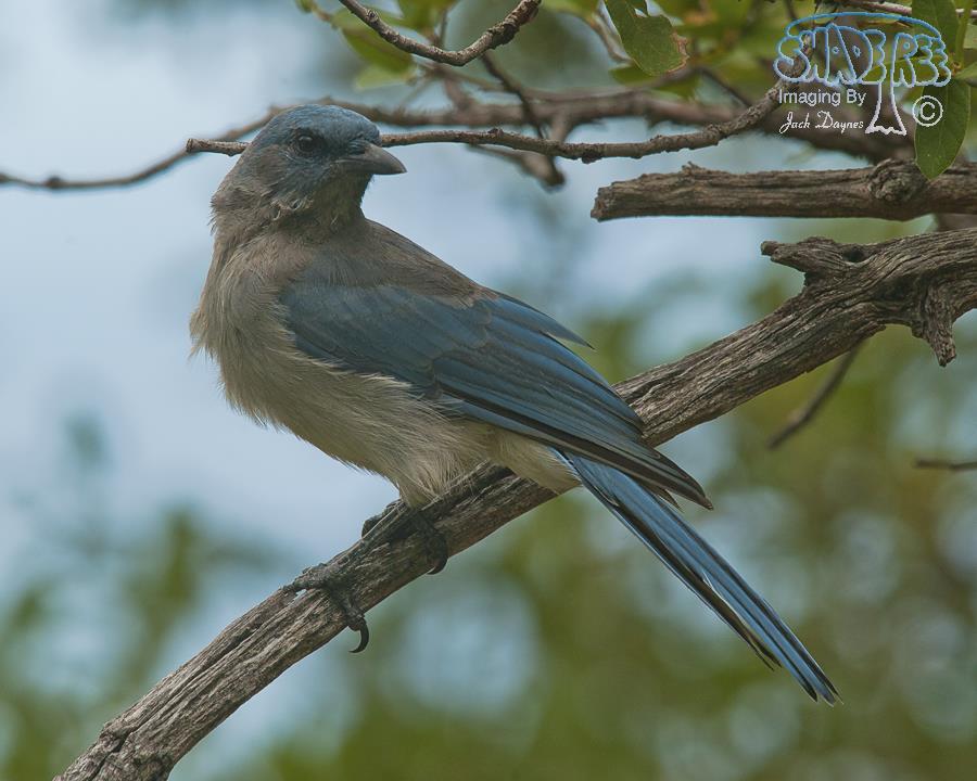 Mexican Jay - Aphelocoma ultramarina