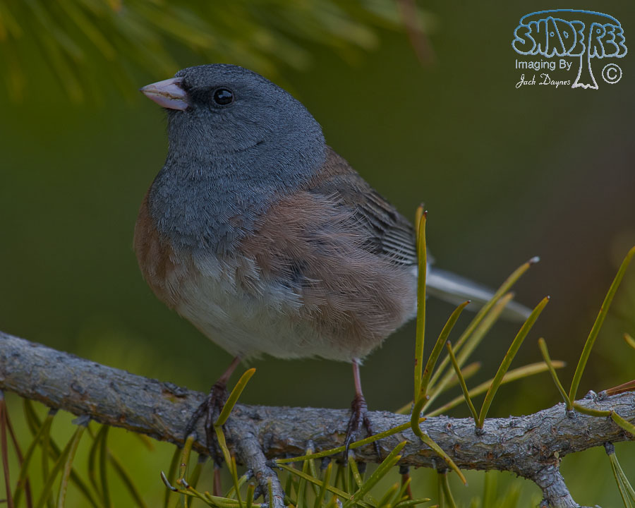 Dark-Eyed Junco - Junco hyemalis
