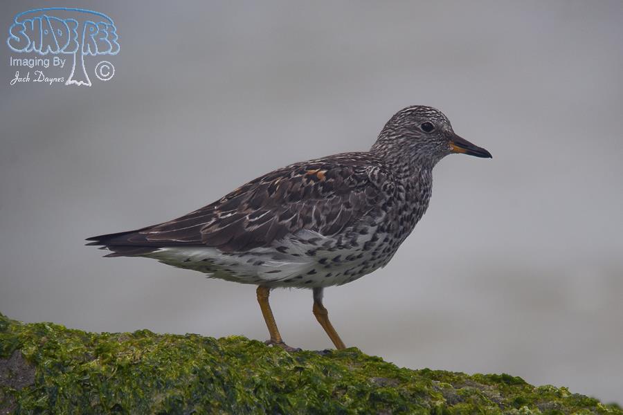 SurfBird - Aphriza virgata