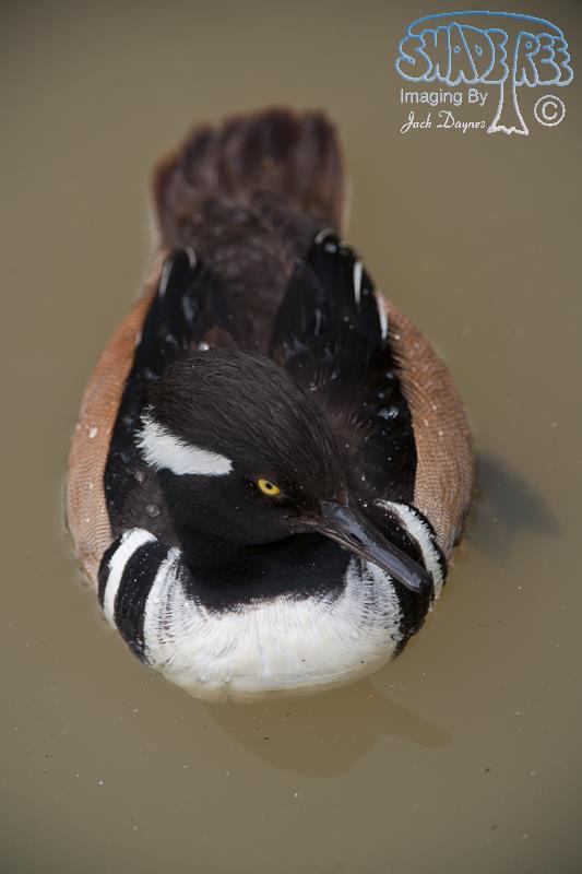 Hooded Merganser - Lophodytes cucullatus