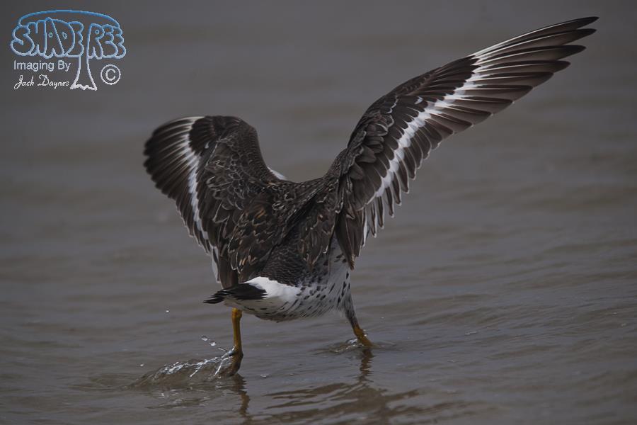 SurfBird - Aphriza virgata