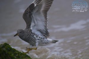 2013-03-24 Surfbirds At The  Mission Bay Jetty