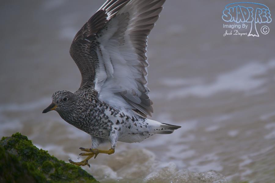 SurfBird - Aphriza virgata