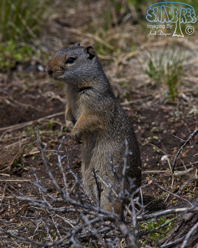 Wyoming Ground Squirrel - Urocitellus elegans