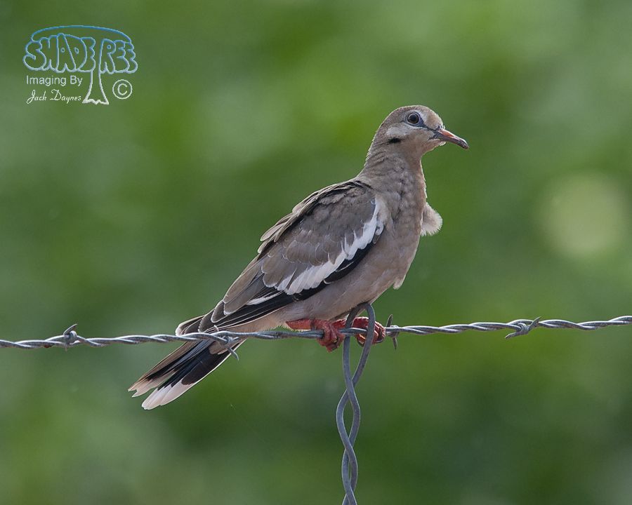 White-Winged Dove - Zenaida asiatica