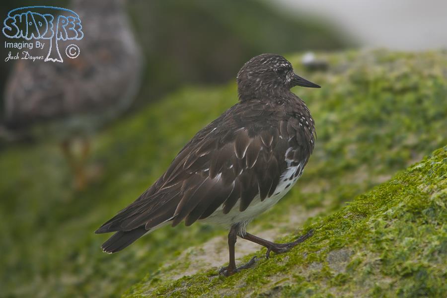 Black Turnstone - Arenaria melanocephala