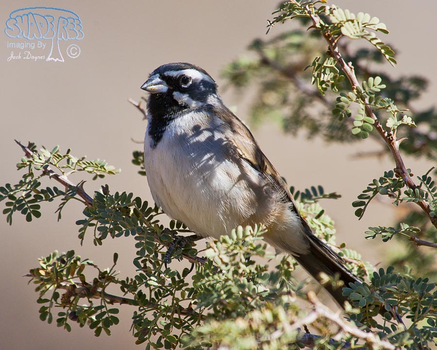 Black-Throated Sparrow - Amphispiza bilineata
